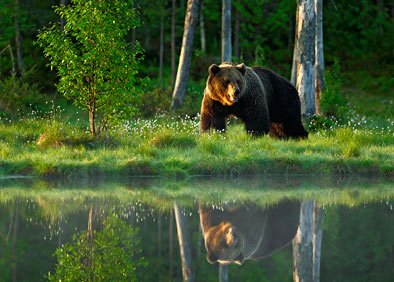 Bear in forest