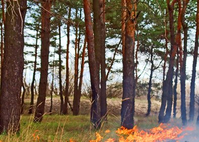 Fire in forest