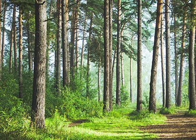 Forest area