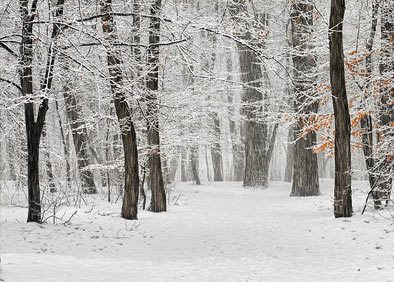 Snow in forest